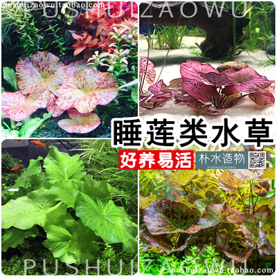 四色青绿虎斑浮叶水草鱼缸造景