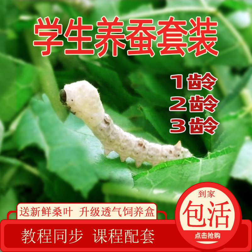 蚕宝宝学生养蚕套装新鲜桑叶爬行活蚕好养七彩天然彩蚕春蚕卵包邮