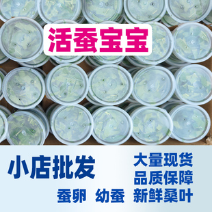 【批发】蚕宝宝活体学生养蚕套装彩色春蚕卵籽蚕活物幼体新鲜