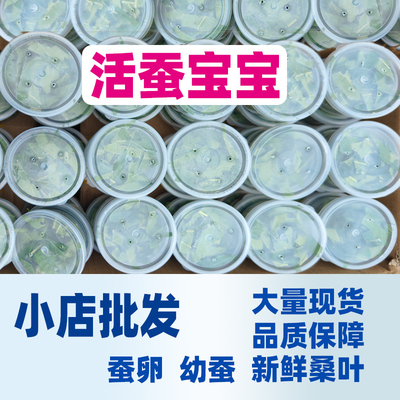 小店热卖批发蚕宝宝新鲜桑叶
