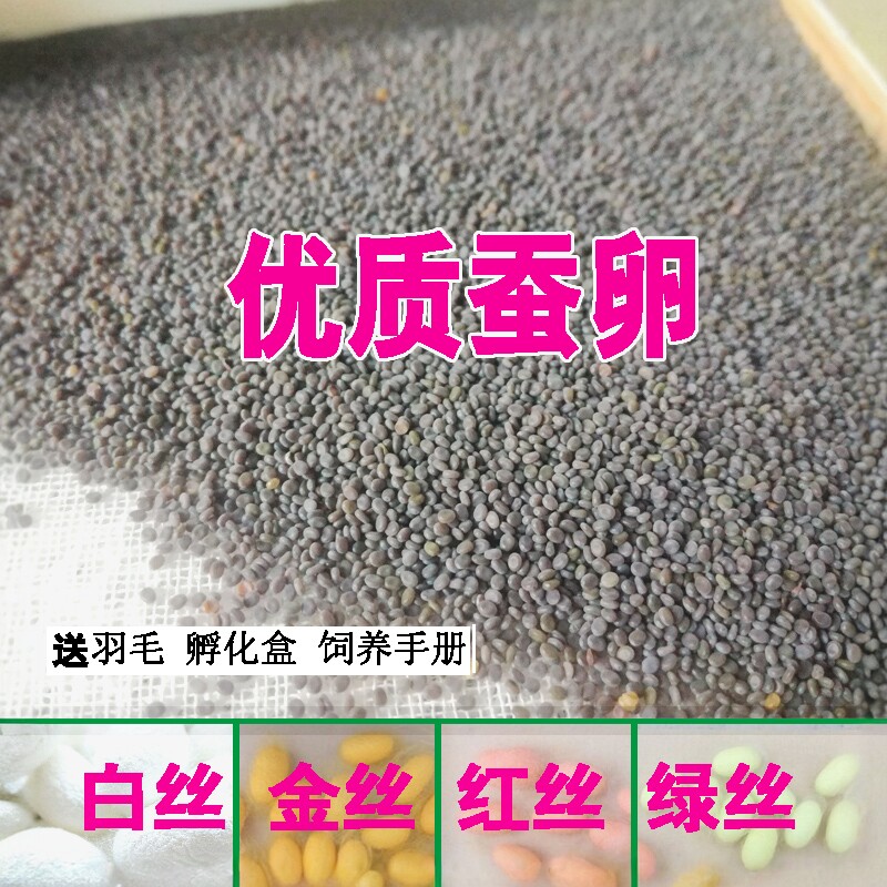 蚕卵春蚕宝宝学生蚕种籽软天然七彩色金丝蚕一整张批量包邮天然彩