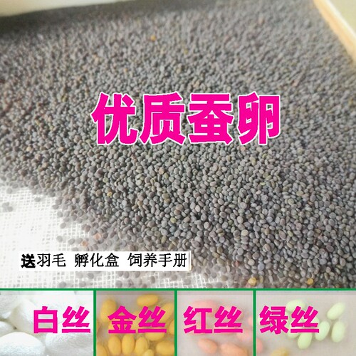 蚕宝宝优质蚕卵学生养蚕春蚕蚕子