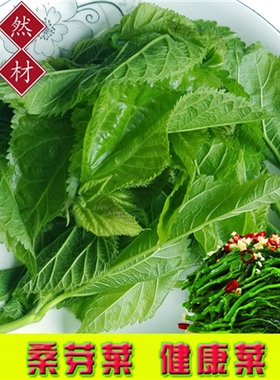 现摘新鲜桑芽菜食用桑叶菜头芽健康菜酒店菜食疗绿色天然农家自栽