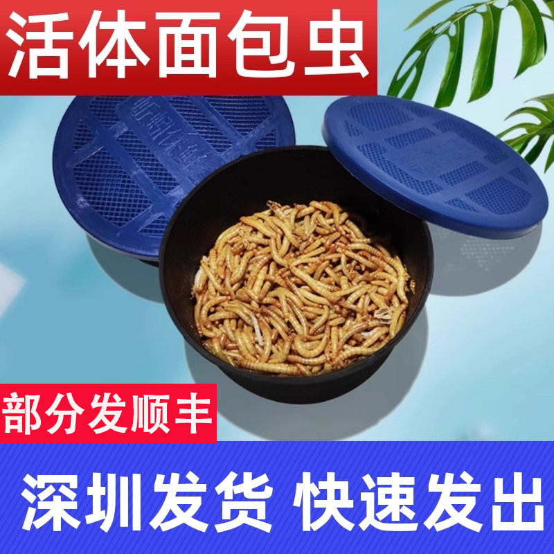 面包虫黄粉虫活体深圳发货