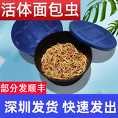 深圳面包虫活体黄粉虫宠物饲料八哥鸟乌龟话梅鸟龙鱼饲料饵钓守宫