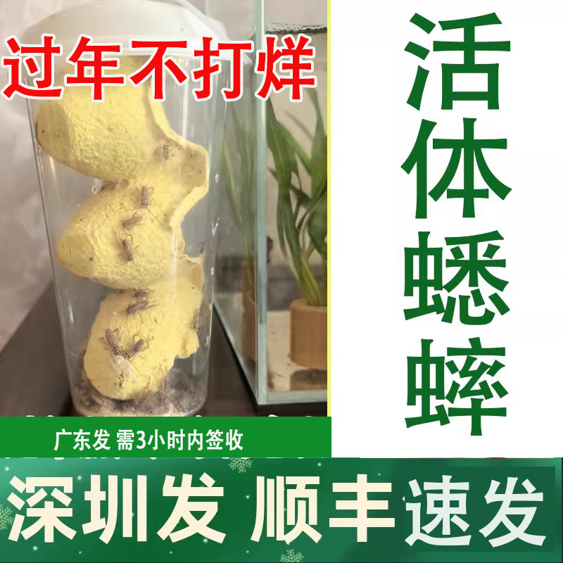 顺丰白蟋蟀活体深圳杯装针头蟋蟀活体蛐蛐油葫芦龙鱼角蛙守宫鸟食