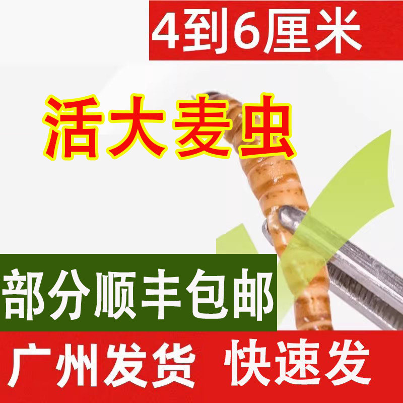 大麦虫广州发货活体饲料鱼饵顺丰