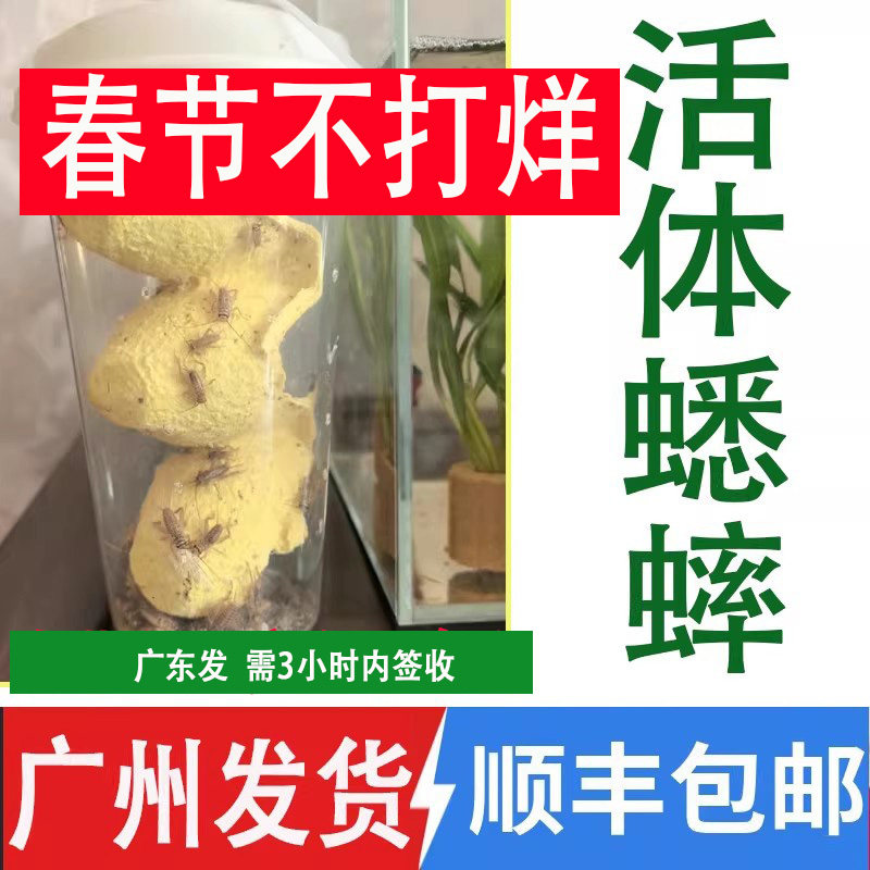 白蟋蟀活体广州杯装针头蟋蟀活体蛐蛐油葫芦龙鱼角蛙守宫鸟食顺丰