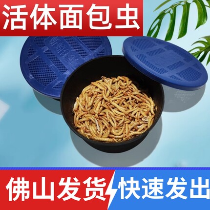佛山面包虫活体黄粉虫宠物饲料八哥鸟乌龟话梅鸟龙鱼饲料饵钓守宫