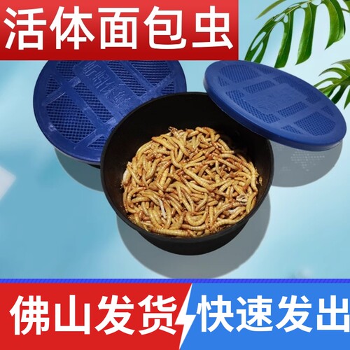 面包虫黄粉虫活体佛山顺丰包邮