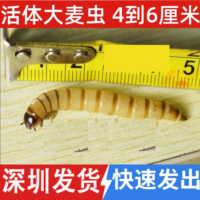大麦虫深圳发货仓鼠活体饲料鱼饵