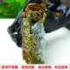 缅甸天然A货玉石翡翠挂件老坑冰种黄翡凤牌 凤凰吊坠