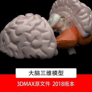 大脑三维模型大脑3DMAX模型大脑3D模型大脑3d模型大脑模型素材