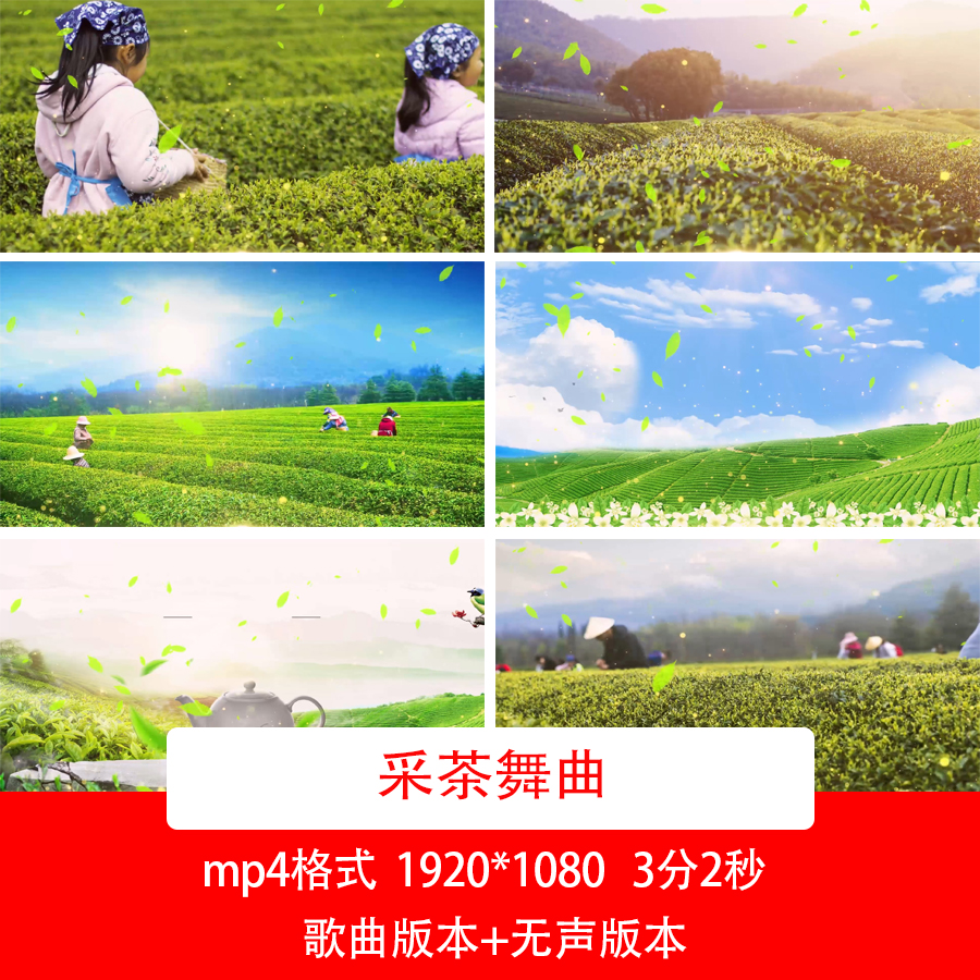 春天茶园采茶风景视频采茶舞曲歌曲背景茶叶茶山采茶自然风光视频