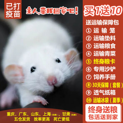 花枝鼠 价格 图片 淘宝天猫花枝鼠优惠商品大全 7 综合排行榜 虎窝淘