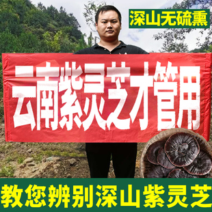 野生紫灵芝贵州深山正宗云南紫芝整朵整枝菌种孢子不苦切片