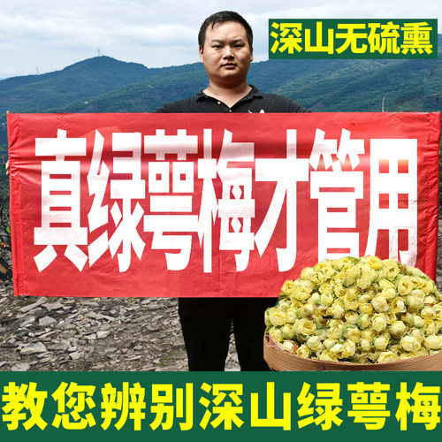 米轩笙深山安徽绿萼梅泡茶花茶