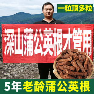蒲公英根茶正品 官方旗舰店吉林长白山蒲公英根中药材