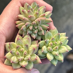 【七总】多肉，甲骨文，暗纹美人杂交暗纹千代田陨石