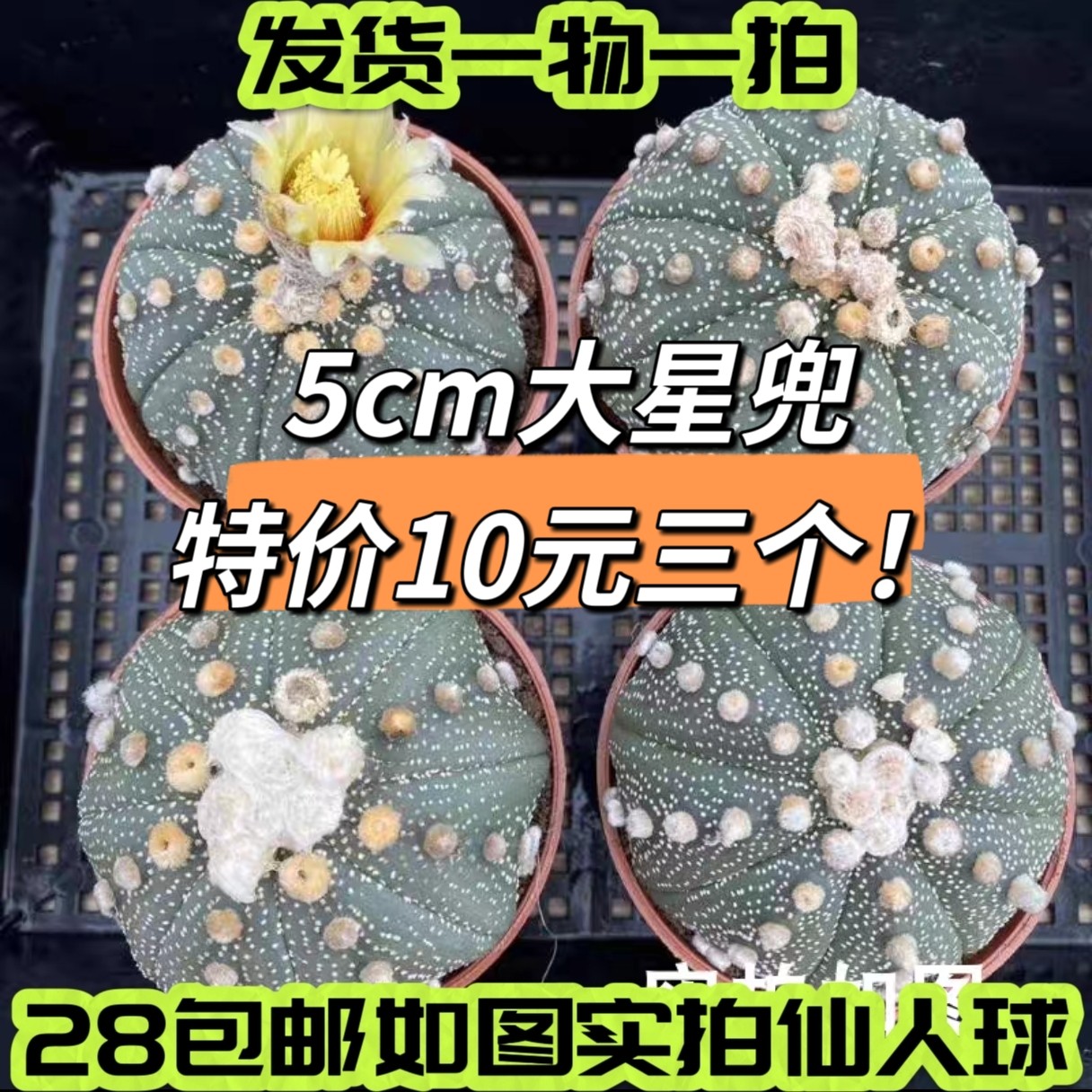 【七总】多肉，星兜，琉璃兜大疣兜办公室仙人球一物一拍,鲜花速递/花卉仿真/绿植园艺,多肉植物,淘宝优惠券,粉丝福利购,淘宝优惠卷