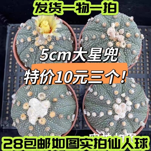 一物一拍实生星兜仙人球琉璃兜