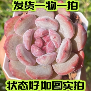 紫皮石榴籽星影 多肉 大颗暗纹控养小苗橙梦露一物一拍 七总