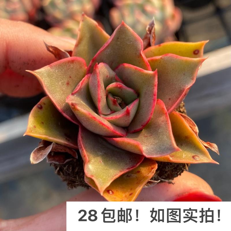 【七总】多肉,大河之舞,单头大颗红色状态稀有美观好养便宜
