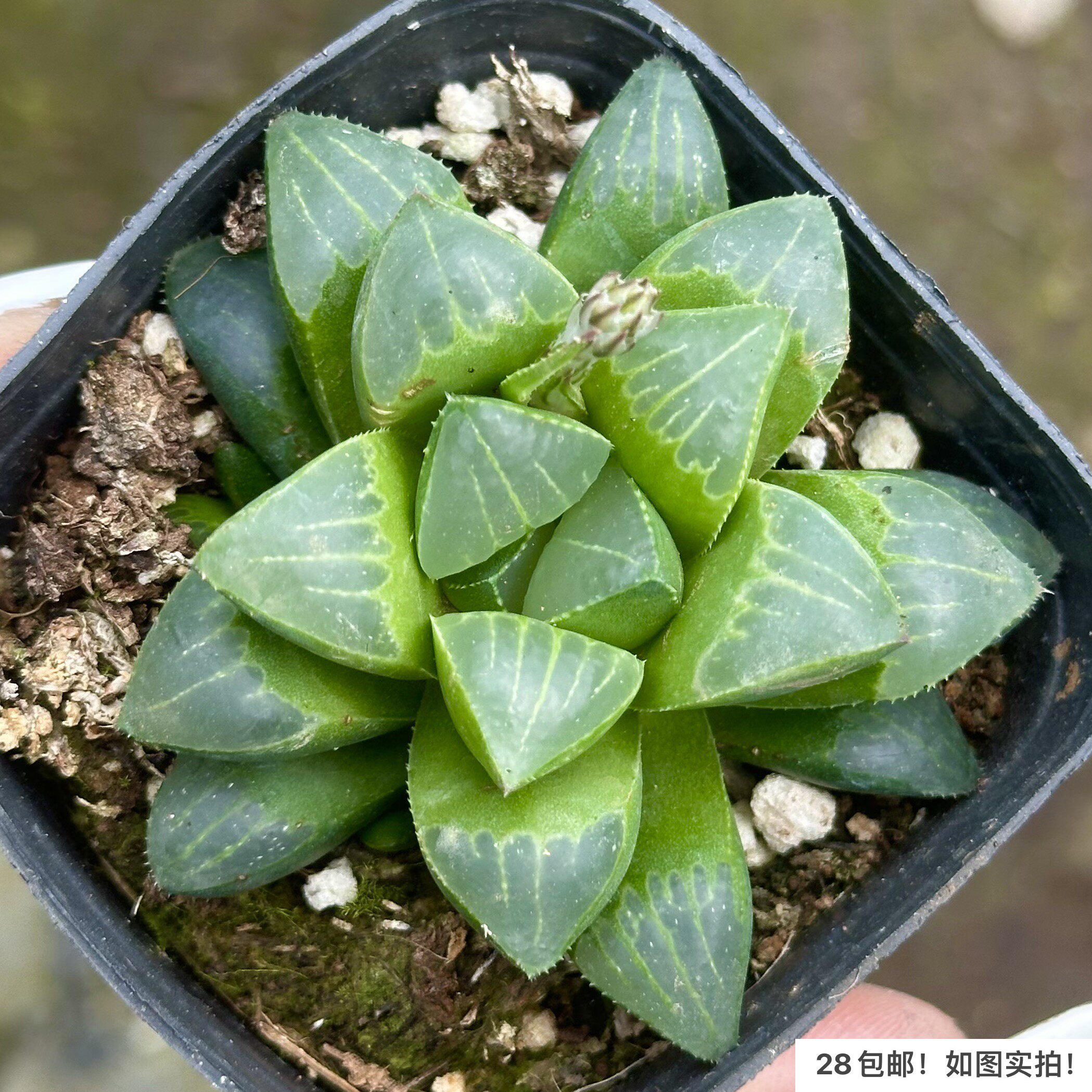 【七总】多肉，玉露寿，冰灯玉露姬玉露十二卷大颗寿芦荟玉扇