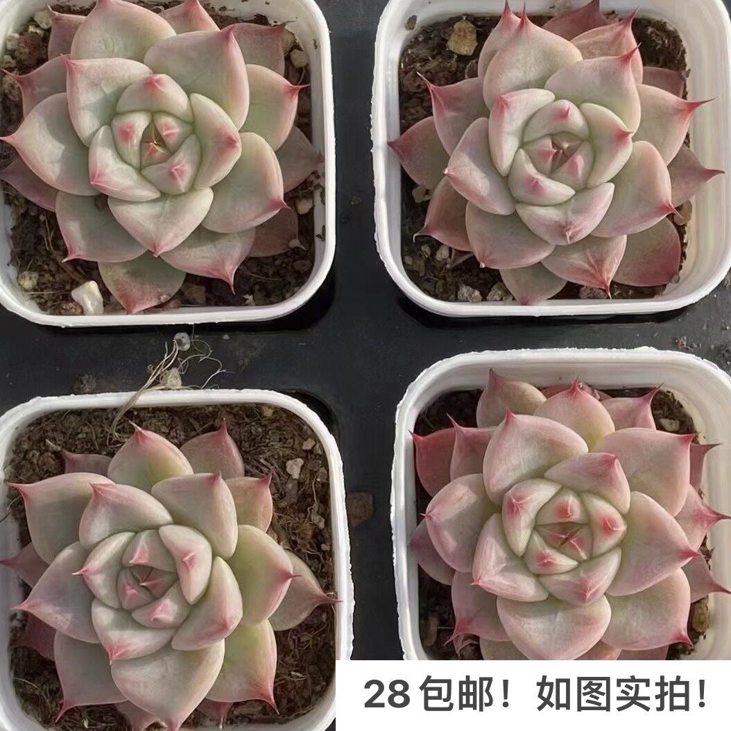 【七总】多肉,天空之城,暗纹杂交卡罗拉野卡单头稀有