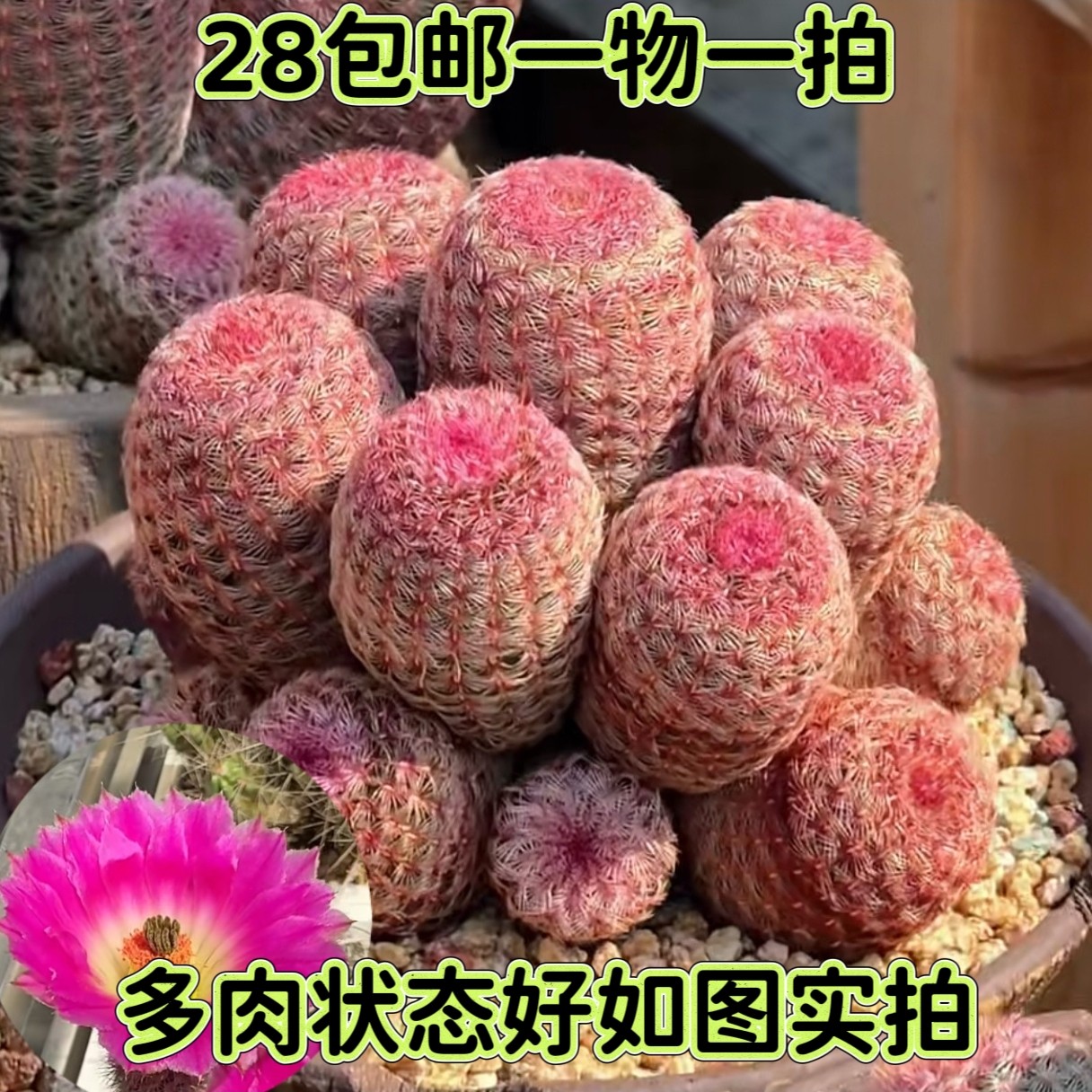 实生红太阳单头大颗仙人球好养