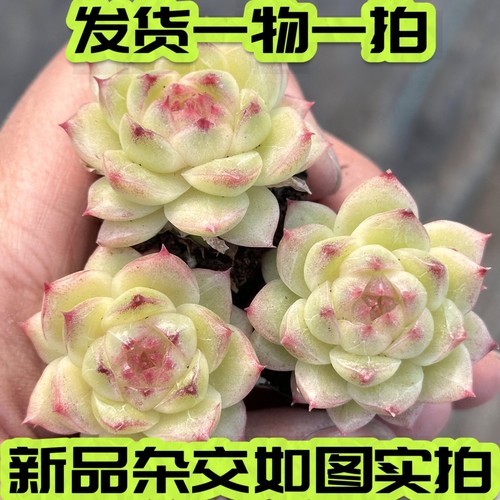 冰点绿芯暗纹麦秆杂交一物一拍