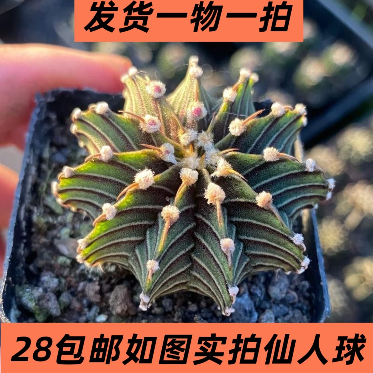 【七总】多肉，纯肋骨牡丹，实生单头仙人球绯牡丹贵货一物一拍,鲜花速递/花卉仿真/绿植园艺,多肉植物,淘宝优惠券,粉丝福利购,淘宝优惠卷