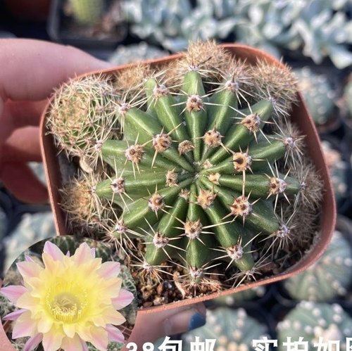 彩草仙人球开大花好养活好看