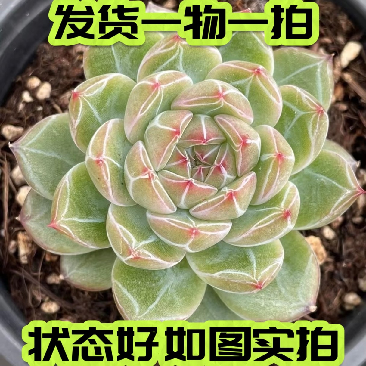 【七总】一物一拍雪花珍妮，单头暗纹控养糖心梦露麦秆绿透多肉