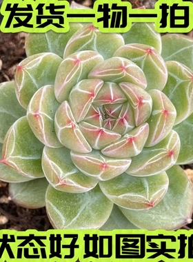 【七总】多肉，雪花珍妮，单头暗纹控养糖心梦露麦秆绿透一物一拍