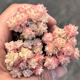 【七总】多肉，橙花，麦秆群蝴蝶叶小叶麦秆暗纹杂交