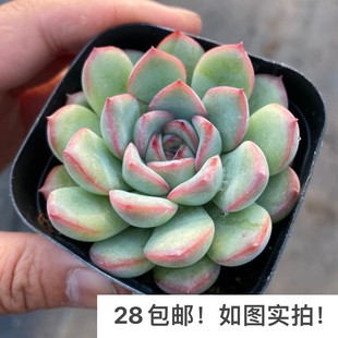 【七总】多肉，雨燕座，单头大颗群生缀化状态稀有美观好养便宜