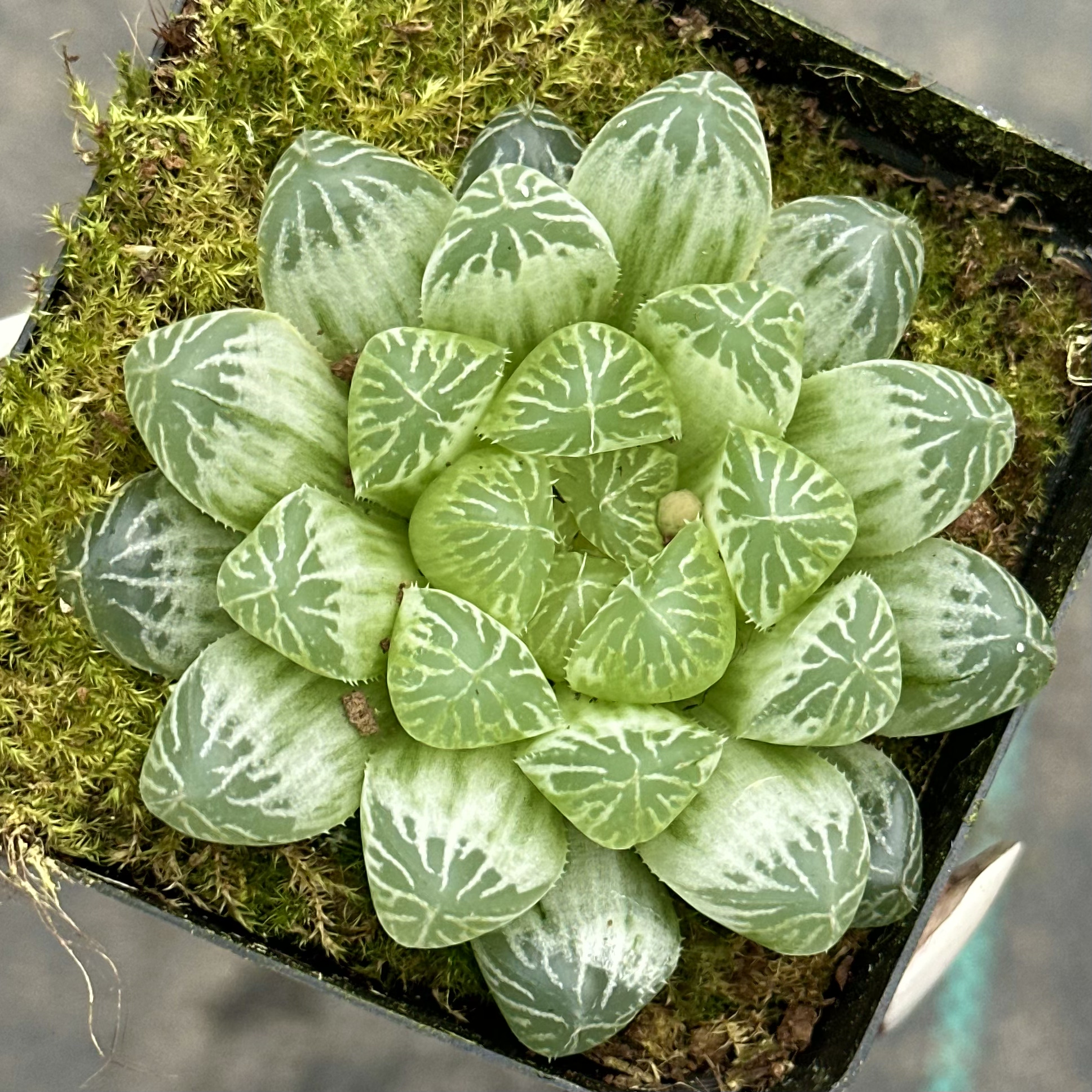 【七总】多肉，白斑玉露，单头大颗姬玉露十二卷状态稀有好养便宜