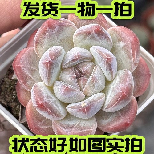 刚毅巫拉拉一物一拍多肉杂交