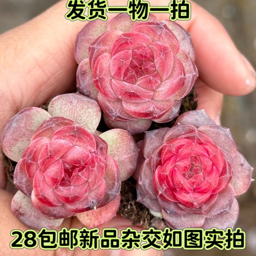 一物一拍糖心杂琥珀杂交冰魄多肉