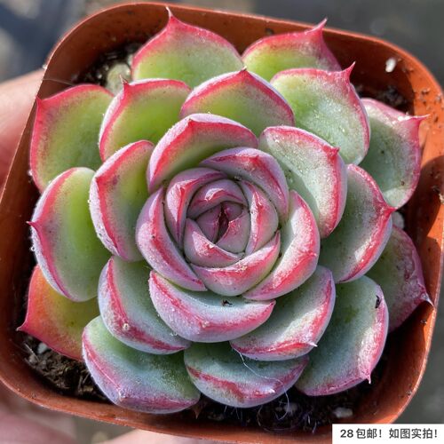 侧影单头双头红边状态好养多肉