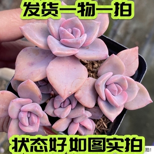 【七总】多肉，彩虹糖，群生紫色大颗稀有美观好养紫乐一物一拍