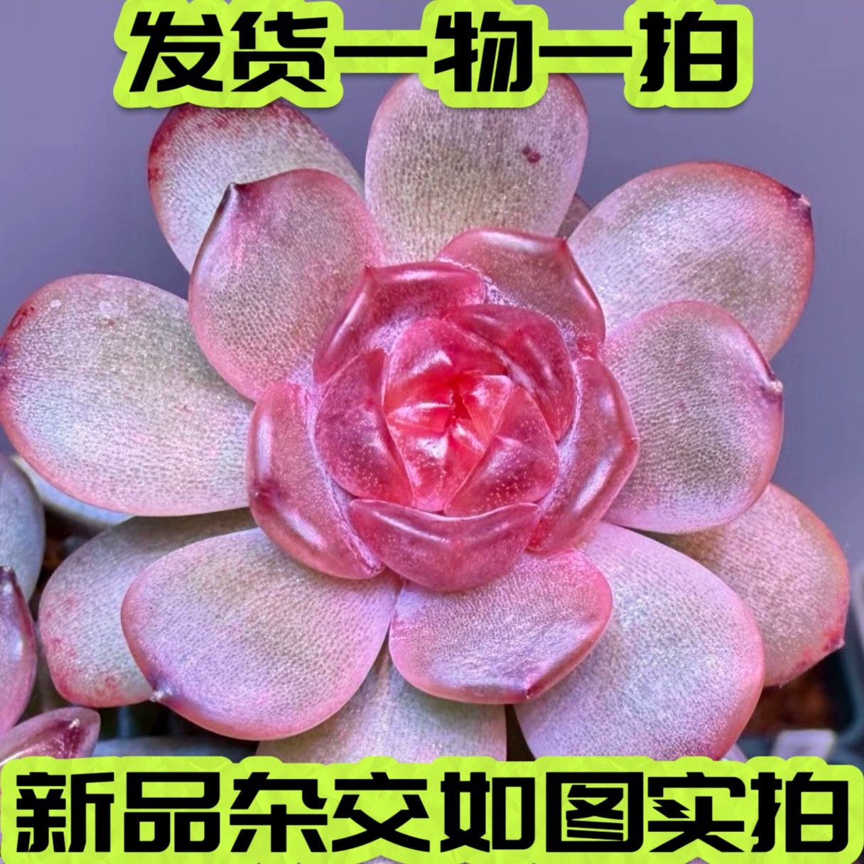 【七总】多肉，红色恋人，暗纹糖心贵货白色恋人杂交月影一物一拍,鲜花速递/花卉仿真/绿植园艺,多肉植物,淘宝优惠券,粉丝福利购,淘宝优惠卷