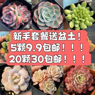 【七总】多肉，组合多肉普货新手黄丽橙梦露奥普桃蛋雪兔雪域丝绸