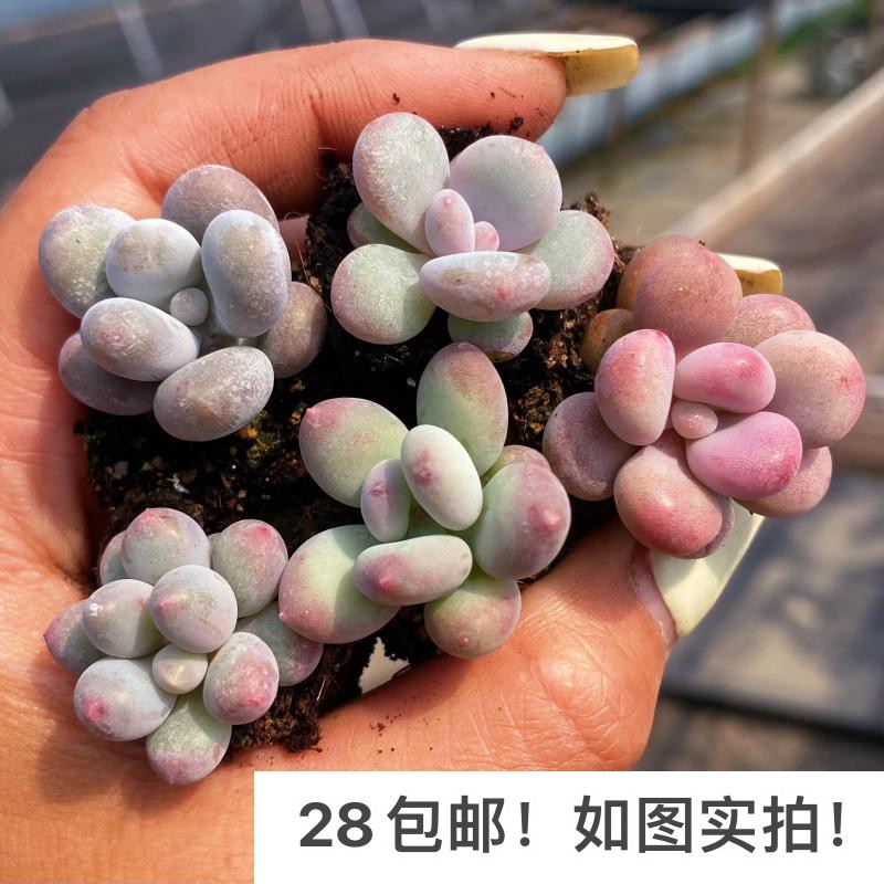 【七总】多肉，迷你奶酪汤圆橙雪球苹果桃蛋橙雪球美人带土发货