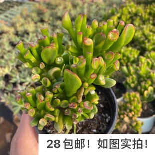 【七总】多肉，吸财树，发财树群生大颗状态稀有美观好养便宜老桩