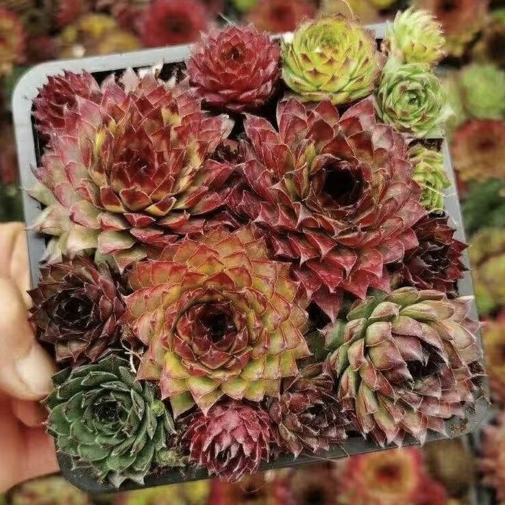 【七总】多肉,长生草优雅柔情单头大颗状态便宜好养