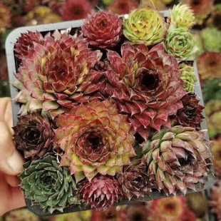 【七总】多肉，长生草优雅柔情单头大颗状态便宜好养