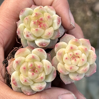 【七总】多肉，甜心二代，暗纹杂交冰魄糖钻粉心月影麦秆一物一拍