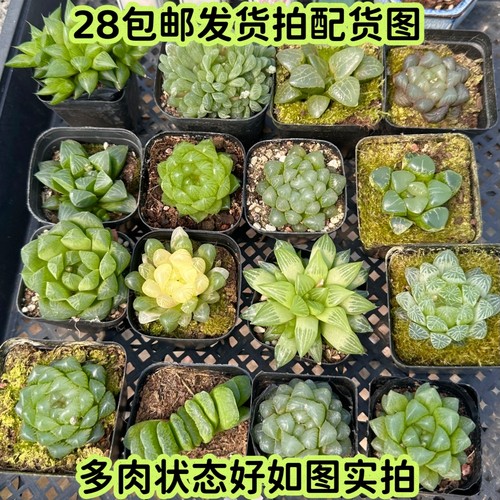 雪花玉露姬玉露芦荟状态便宜多肉